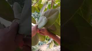 गूलर Ficus racemosa का पेड़🥰 [upl. by Nael]