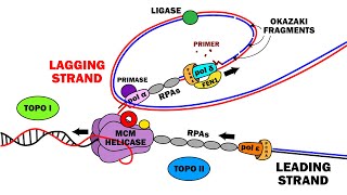 DNA REPLICATION 23  ELONGATION [upl. by Tacy]