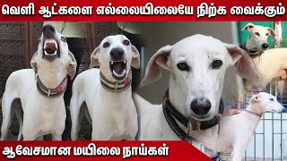 Mayilai Dog வெளி ஆட்களை எல்லையிலேயே நிற்க வைக்கும் ஆவேசமான மயிலை நாய்கள் Part 2  Indian Dog Breed [upl. by Ibbie]