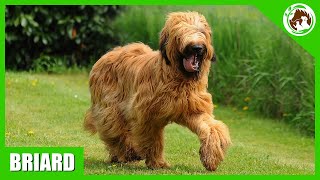 10 Facts About the Briard Dog [upl. by Yasui]