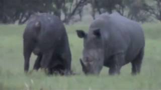 Epic Battle of Rhino vs Buffalo Original Film [upl. by Sergu]