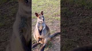 Wallaby with the baby [upl. by Daley]