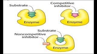 Enzim İnhibisyonu 1 [upl. by Aninahs]