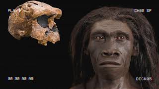 Historic Fossil Discoveries of the First Humans in Eurasia [upl. by Lahcar333]