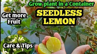 How to grow Seedless Lemon in pots  Care of Seedless Lemon Plant  How to get more lemons [upl. by Oluas]