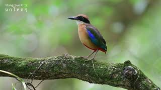 Mangrove Pitta callนกแต้วแล้วป่าโกงกาง [upl. by Nimzaj]