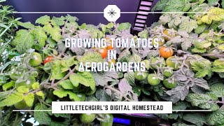 Growing Tomatoes in AeroGarden  A Few Tips [upl. by Yornoc639]