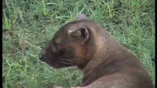 La fosa en Madagascar  Bioparc Valencia [upl. by Fredkin339]