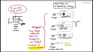 Antigen and Antibody Reactions Microbiology [upl. by Adgam985]