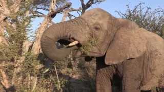 Sound of the African Bushveld Elephants  AFRICAN WILDLIFE [upl. by Ennairej]