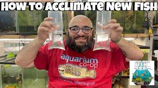 How To Safely Add New Fish To Your Tank [upl. by Ahsael]