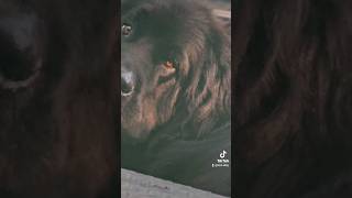 Hes big madgrumpydog saddogspuppy giantpuppy cuteanimals newfoundlanddog onyxrudyhiers fyp [upl. by Anaiv]