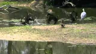 Crocodile snaps heron from the air [upl. by Adniram]