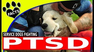 Top 5 Service Dog Breeds for People with PTSD  Dogs 101 [upl. by Htiduy]