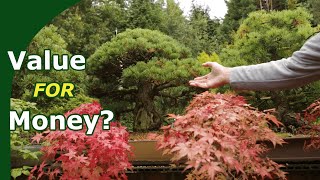 Why are bonsai so expensive [upl. by Narcis]