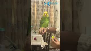 Fully Tamed quotTalking amp Singing Double Yellowhead Amazon Parrotquot [upl. by Procter376]