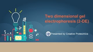 two dimensional polyacrylamide gel electrophoresis [upl. by Oniger]