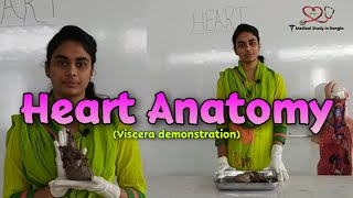 Heart anatomy in Bangla  Parts Blood supply Nerve supply  Viscera demonstration [upl. by Potash]