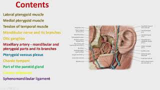 22a Infratemporal fossa  MUDr Omid Moztarzadeh PhD [upl. by Beckman615]