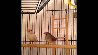 Zebra Finch Sounds beeps amp peeps [upl. by Leahcar578]