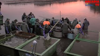 Abfischen im Waldviertel  Arcadia TV Vital [upl. by Jehiel]