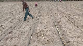 Rivulis  Subsurface drip irrigation for sugarcane crop [upl. by Zindman40]