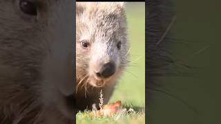 The wombats  cute and cuddly animal [upl. by Sobel405]