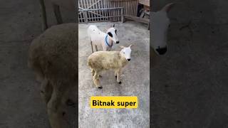 Bitnak super indukan ukuran B  anak 1 tunggal jantan usia 2 bulan [upl. by Oloapnaig]