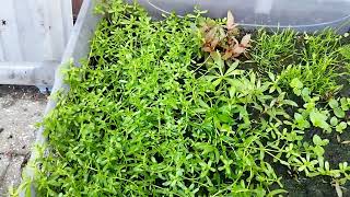 How To Propagate Aquatic Plants Outside [upl. by Sivla]