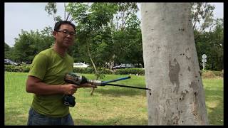 How to extract 12 mm cores from Eucalyptus trees using Smartborer [upl. by Ydnim]