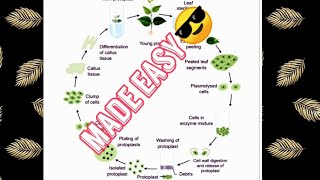 Protoplast Culture Made easy😎🔥 [upl. by Hpesojnhoj]