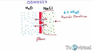 Osmosis  Que es osmosis y presión osmótica  Fisiología [upl. by Waldos]