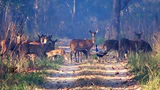 Deer on the Safari Road A beautiful morning in the jungle 😍 🎄 🍃 [upl. by Edina]