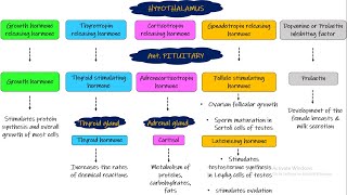 Hypothalamic amp Pituitary Hormones Chapter 75 part 3 Guyton and Hall Physiology [upl. by Nicram]