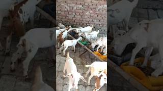 New kids video of goat 🐐 farm shorts viral goat farming business viralnow [upl. by Aivil]