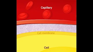 Cell membrane [upl. by Charmain]