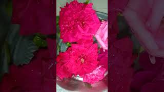 oru vaaram vadamal irukkum rose [upl. by Kenrick]