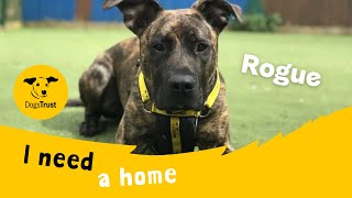 Rogue the stunning Crossbreed  Dogs Trust Ilfracombe [upl. by Wescott]