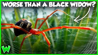 The Worst Spider Bites in the US Ranked [upl. by Leiand]