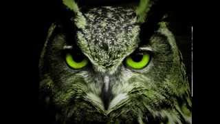 Sonido del búho real  Sound of the owl [upl. by Franek]