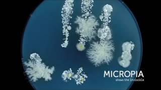 Timelapse microben op hand  Wim van Egmond [upl. by Asillam318]