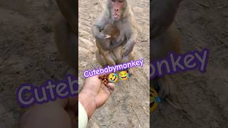 Cutebabymonkey mothers shortmonkeyvideo bandermama [upl. by Ennylyak294]