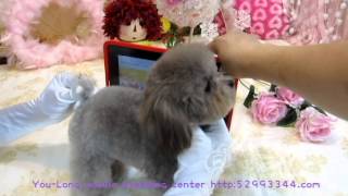 PocketSuper Tiny Teacup Poodle 101 body proportion show [upl. by Goeselt434]