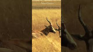 Beautiful Blesbok antelopes taking a break at midday animals wildlife shorts nature [upl. by Annabelle876]