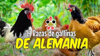 14 Razas de gallinas de Alemania 🐔 El número 11 te sorprenderá [upl. by Akirderf]