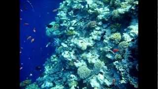 Egypt  Sinai  Dahab  Blue Hole [upl. by Kcirdle744]