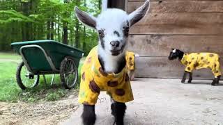 Baby Goats Have Pajama Party [upl. by Gerri]