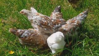 Swedish Flower chicks free ranging found a nest of red ants 🐜  6 weeks old [upl. by Everara4]