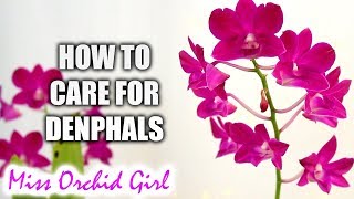 How to grow Dendrobium Phalaenopsis Orchids successfully  Complete care guide [upl. by Carlock]