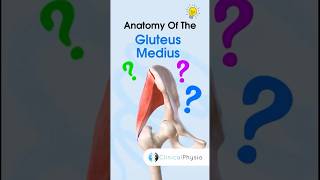 Gluteus Medius Anatomy anatomy physiotherapy physicaltherapy gluteusmedius [upl. by Baylor]